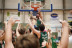Pallacanestro Budrio 57   Aviators Basket  Lugo 68